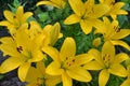 Asiatic hybrid lily texture. Clear yellow Gironde Lily or lemon yellow Lilium Butter Pixie, gorgeous blossom with six showy petals Royalty Free Stock Photo