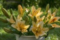 Asiatic hybrids lilium in bloom, orange and yellow color, in white bucket, in the garden, buds and flowers