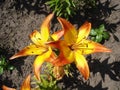 Asiatic hybrids lilium 'Cancun' orange and yellow flowers Royalty Free Stock Photo