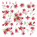 Asiatic lilies `Black Out`. Set of red flowers, leaves and buds of lilium. Watercolor Illustration