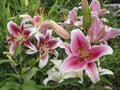 Asiatic lilies Purple Heart