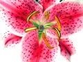 Asiatic Lily