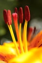 Macro Yellow and orange Lily flower seed heads