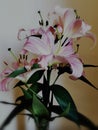 Asiatic Lily clicked by Mobile Photography Royalty Free Stock Photo