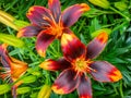Asiatic Lily Garden Royalty Free Stock Photo