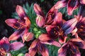 Asiatic lily or Asiatic lilies flower in garden at sunny summer or spring day