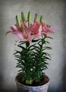 Asiatic Lily