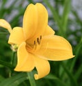 A Asiatic Lily Yellow County Royalty Free Stock Photo