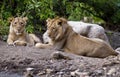 Asiatic lion Royalty Free Stock Photo