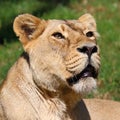 Asiatic Lion Royalty Free Stock Photo