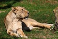 Asiatic Lion Royalty Free Stock Photo