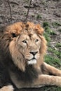 lion - Asiatic lion close up rare and endagered