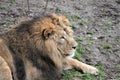 Asiatic lion close up rare and endagered