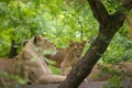 An asiatic lion cub with his mother