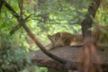 An asiatic lion cub resting Royalty Free Stock Photo