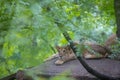 An asiatic lion cub resting Royalty Free Stock Photo