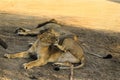 Asiatic Lion, Asiatic Lion family Lion, King Of The Sasan-Gir Forest, National Park, Wildlife, Photography Royalty Free Stock Photo