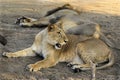 Asiatic Lion, Asiatic Lion family Lion, King Of The Sasan-Gir Forest, National Park, Wildlife, Photography