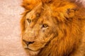 Asiatic lion with fearless look