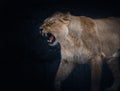 A Femals Asiatic Lion yawning