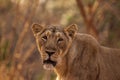 Asiatic lion female Royalty Free Stock Photo