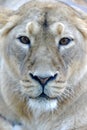 Asiatic lion, female Royalty Free Stock Photo