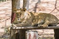 Asiatic Lion Female sitting Royalty Free Stock Photo