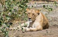 Asiatic Lion Female sitting near the bush Royalty Free Stock Photo