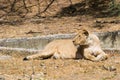 Asiatic Lion Female sitting in Sunlight Royalty Free Stock Photo
