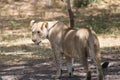 Asiatic Lion Female Walking in Shade Royalty Free Stock Photo