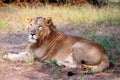 Asiatic Lion at Gir Forest national Park Royalty Free Stock Photo