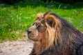 Asiatic lion laying down in the sun