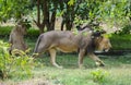 Asiatic  Lion Lioness resting in the shade of tree Royalty Free Stock Photo