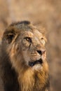 Asiatic Lion male close up