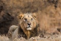 Asiatic Lion male lying on the ground Royalty Free Stock Photo