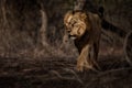 Asiatic lion male in the nature habitat in Gir national park in India