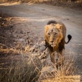 Asiatic Lion in nature Royalty Free Stock Photo