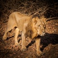 Asiatic Lion in nature Royalty Free Stock Photo