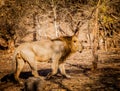 Asiatic Lion in nature Royalty Free Stock Photo