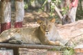 Asiatic Lion Female sitting Royalty Free Stock Photo