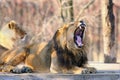 The Asiatic lion Panthera leo leo yawning on a wooden mat. A rare Indian lion lying in the paddock