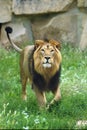 The Asiatic lion Panthera leo leo looks into the lens. A rare Indian lion in captivity at the zoo