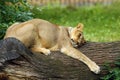 The Asiatic lion Panthera leo leo, a lying lioness hugging a tree trunk. A rare Indian lion in captivity at the zoo
