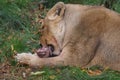 Asiatic Lion - Panthera leo persica Royalty Free Stock Photo