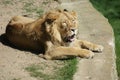 Asiatic Lion - Panthera leo persica Royalty Free Stock Photo