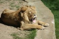 Asiatic Lion - Panthera leo persica Royalty Free Stock Photo