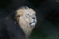 Asiatic Lion - Panthera leo persica Royalty Free Stock Photo