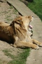 Asiatic Lion - Panthera leo persica Royalty Free Stock Photo