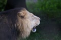 Asiatic Lion - Panthera leo persica Royalty Free Stock Photo