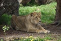 Asiatic Lion - Panthera leo persica Royalty Free Stock Photo